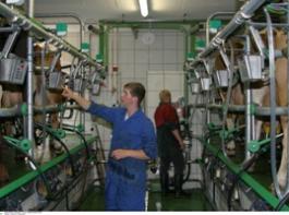 Noch nie waren Milchquoten so g�nstig zu haben wie beim j�ngsten B�rsentermin. Foto: agrar-press