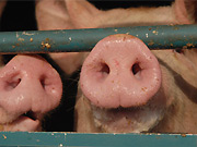lp-schw.jpg Schwein, Ferkel