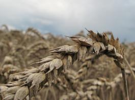 Auswuchsgetreide an stehendem Getreide ist heuer eher die Regel