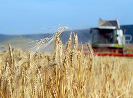 Das US-Landwirtschaftsministerium hat in einer ersten Prognose die Weizenproduktion 2012/13 auf 27 Mio. t gesch�tzt.&copy; M�hlhausen/landpixel