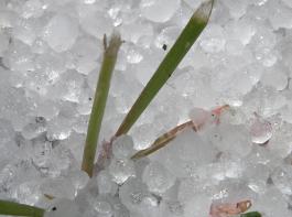 Sch�den an Feldfr�chten durch Hagel tr�ten immer �fter auf.&copy; Sparkie/pixelio
