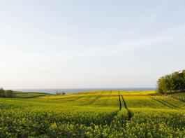 Raps musste gestern an der Matif eine starke Kurskorrektur hinnehmen.&copy; Moonlight/aboutpixel