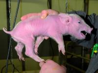 _le_Schweinestress_Bild_01.jpg 