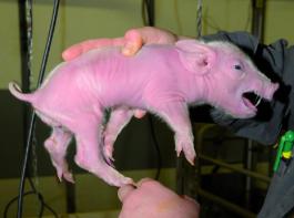 F�r Neugeborene ist der Fluchtreflex bei R�ckenber�hrung �berlebenswichtig. Deshalb reagieren Saugferkel panisch, wenn sie so gegriffen werden. 