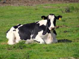 W�rde ein neues Marktregulierungssystem b�uerliche Milchviehbetriebe st�rken?&copy; M�hlhausen/landpixel