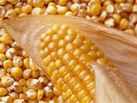 monsanto_corn.jpg 