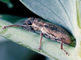 Blattrandk�fer auf Erbse&copy; Bayer CropScience