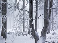 BucheWinter.jpg 