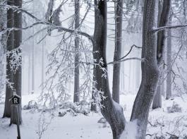 Zu viele Bucheckern, zu trockenes Fr�hjahr: Jede zweite Buche hatte deswegen 2011 zu wenig Bl�tter.&copy; Thomas G�nther/aboutpixel