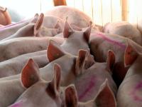 Schweine_verladen.jpg 