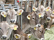 ap_rind-1.jpg Braunvieh, Kalb, K�lber, Stall