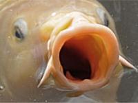 Fisch.jpg 