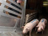 schweine_verladen.jpg 