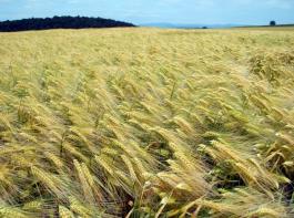 Die Landwirte in den klassischen Anbaugebieten Niedersachsens haben im Sommer 2011 sehr gute Ertr�ge mit erstklassiger Qualit�t geerntet. &copy; Landpixel