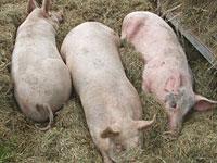 Schwein_carullamuehr-.jpg 