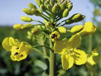 09-Insektizide-Raps_Foto-1.jpg 