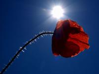 Mohn_Sonne.jpg 