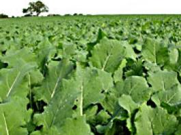 Raps w�chst derzeit auf 1,5 Millionen Hektar Ackerfl�che&copy; agrarfoto.com