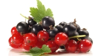 Johannisbeeren � gesundes Naschen, Delikatessen im August. 
