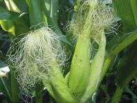 48silomais-foto2-R0016110.jpg 
