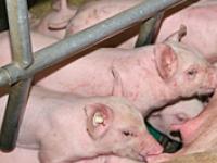 Saugferkel_Boehringer.jpg 