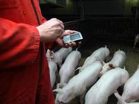 mastschweine_dokumentation.jpg 