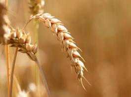 Die Nachfrage nach Nahrungsmitteln steigt, die Produktion h�lt nicht
Schritt. Hier sehen Forscher den Hauptgrund f�r steigende Preise,
nicht in der Spekulation an den Finanzm�rkten.&copy; Rainer Sturm/pixelio.de