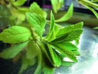 _stevia_kn 