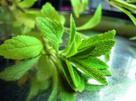 Stevia kann Zucker  �hnlich wie S��stoff  nur zum Teil ersetzen, &copy; Foto: Sigrid Rossmann/pixelio