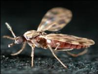 Culicoides.jpg 