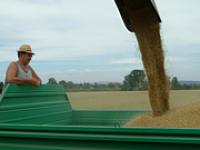 af_gersteernten2.jpg Gertse, Ernte, Landwirt