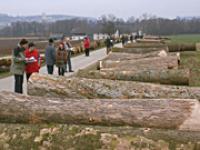 af_wertholzsubmission.jpg Wertholz, Holz