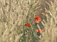  Mohn, Feld, Weizen