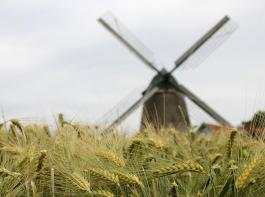 Im Wirtschaftsjahr 2010/11 haben die deutschen M�hlen rund 8 Millionen Tonnen Brotgetreide vermahlen.&copy; HB1111/aboutpixel.de