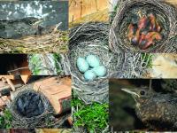 _Amsel_B_EJA 