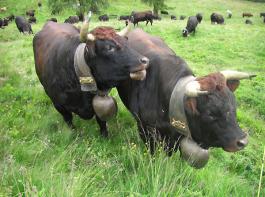 Schweizer Bauern haben im Jahr 2011 so viel Milch abgeliefert wie noch nie.&copy; zaubervogel/pixelio.de