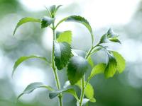 Stevia_Pflanze.jpg 
