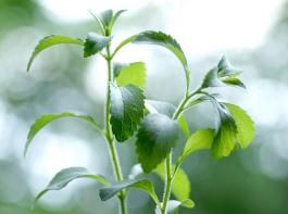 Die Stevia-Staude kommt urspr�nglich aus S�damerika.&copy; StefanieB/Fotolia