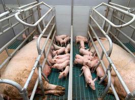 Der Kastenstand ist vielen ein Dorn im Auge. F�r Landwirte ist das Umr�sten auf Gruppenhaltung teuer.&copy; M�hlhausen/landpixel