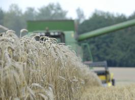 Die j�hrlichen Schwankungen in der Anbaubedeutung sind beim Sommerweizen besonders stark ausgepr�gt.&copy; M�hlhausen/landpixel