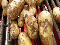 Kartoffeln_fr�h_RaupertP1000233.jpg 