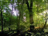 Wald1.jpg 