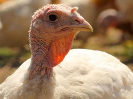Der Putenmarkt hat sich stabiliesert, die Preise bleiben unver�ndert.&copy; ccke - Fotolia.com