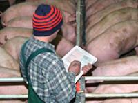 af_stallaufzeichnung.jpg Schweinestall, Aufzeichnung