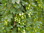 Hopfen_Helmut_Zweckerl_ft.jpg