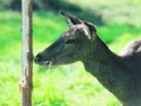 12_Wildsch�den im Wald_Foto1_cby.jpg 