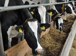 Das Schmallenberg-Virus kann auch f�r Rinder gef�hrlich werden, derzeit ist es jedoch 