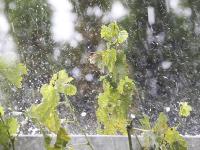 Hagel_Weinblaetter.jpg 