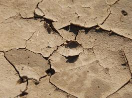 Umweltbeh�rde stuft weitere 17 Landkreise als Trockengebiet ein.&copy; M�hlhausen/landpixel