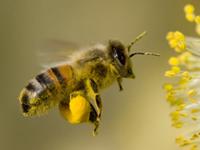 Biene_Pollen.jpg 